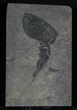 Rare Silurian Phyllocarid (Ceratiocaris) - Scotland #38942-1